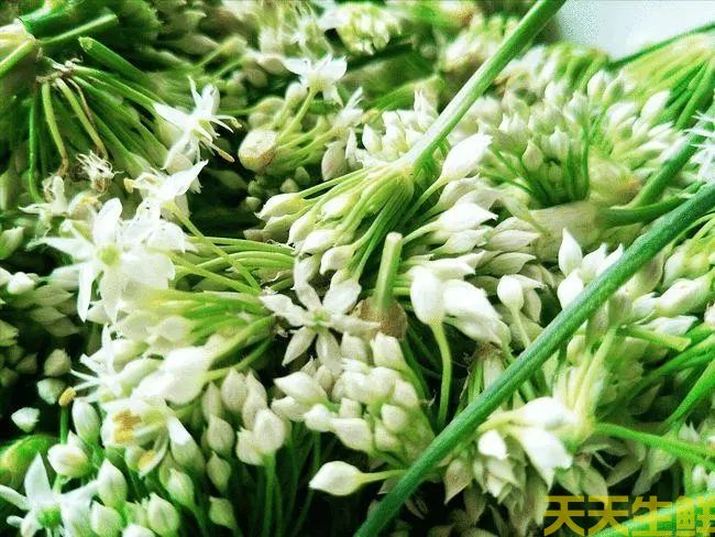 節(jié)日送花選擇蔬菜花，經(jīng)濟實惠的浪漫(圖4)
