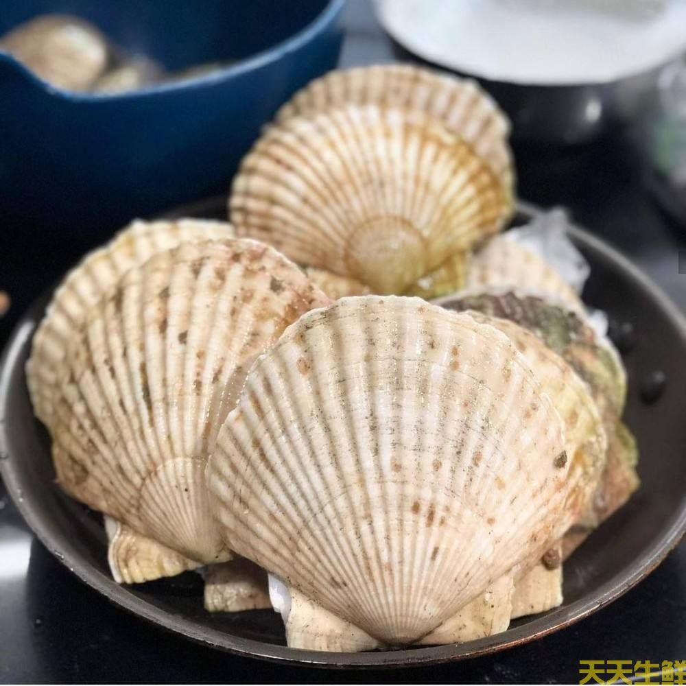 廣州送菜公司分享：常見的海鮮貝類有哪些？(圖5)