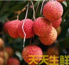 荔枝的品種有哪些？廣州蔬菜配送公司科普(圖14)