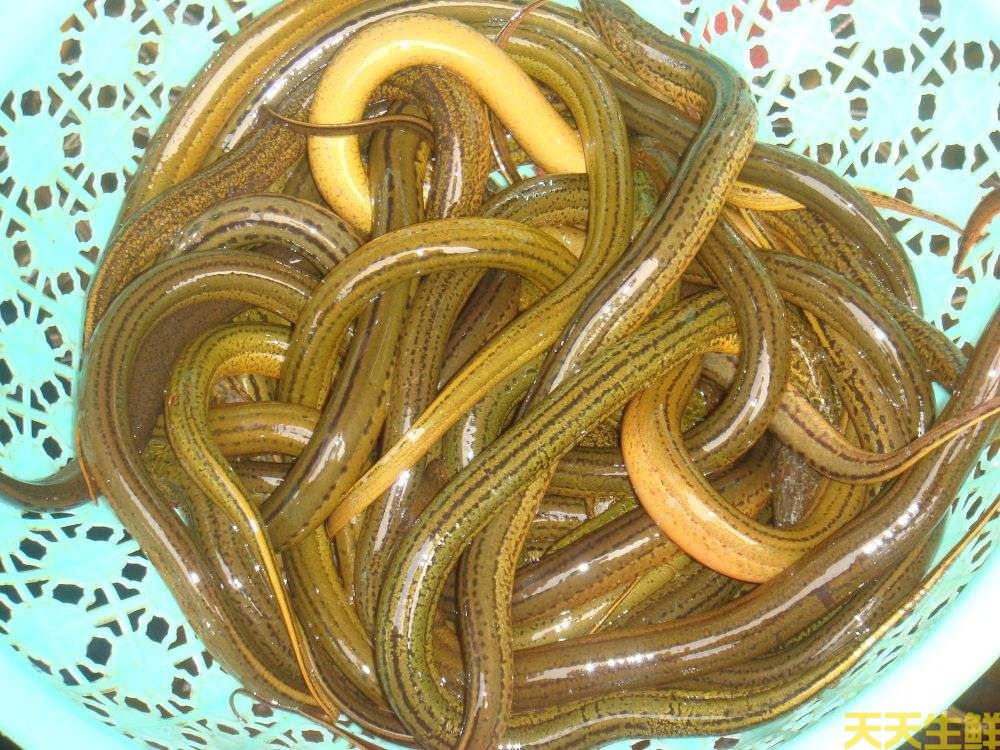 天氣炎熱吃什么好？廣州蔬菜配送公司推薦你8種食材(圖8)