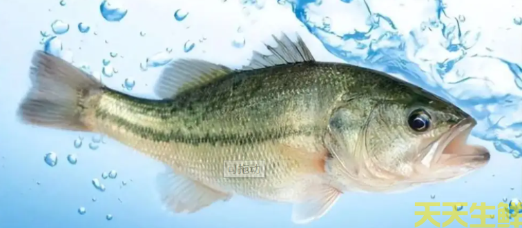 廣州蔬菜配送公司分享：河鱸魚和海鱸魚的區(qū)別？(圖2)